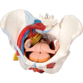Fabrication Enterprises Inc 977360 3B® Anatomical Model - Female Pelvis, 6-Part with Ligaments image.
