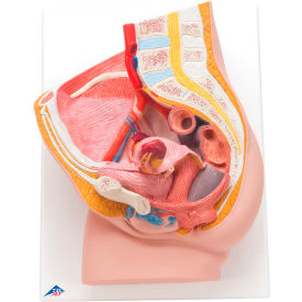 Fabrication Enterprises Inc 978456 3B® Anatomical Model - Female Pelvis, 2-Part image.
