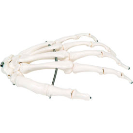 Fabrication Enterprises Inc 12-4580L 3B® Anatomical Model - Loose Bones, Hand Skeleton, Left image.