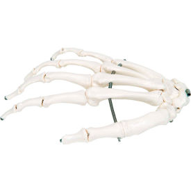 Fabrication Enterprises Inc 12-4580R 3B® Anatomical Model - Loose Bones, Hand Skeleton, Right image.