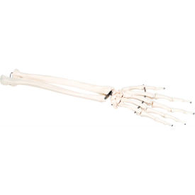 Fabrication Enterprises Inc 12-4581L 3B® Anatomical Model - Loose Bones, Hand Skeleton with Ulna and Radius, Left image.