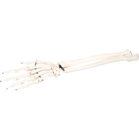 Fabrication Enterprises Inc 12-4581R 3B® Anatomical Model - Loose Bones, Hand Skeleton with Ulna and Radius, Right image.