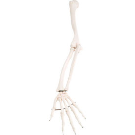 Fabrication Enterprises Inc 12-4582L 3B® Anatomical Model - Loose Bones, Arm Skeleton, Left image.