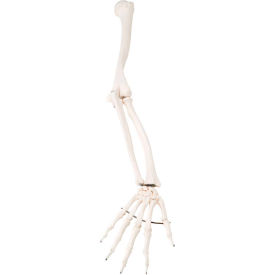 Fabrication Enterprises Inc 12-4582R 3B® Anatomical Model - Loose Bones, Arm Skeleton, Right image.