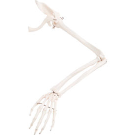 Fabrication Enterprises Inc 12-4583L 3B® Anatomical Model - Loose Bones, Arm Skeleton with Scapula and Clavicle, Left image.