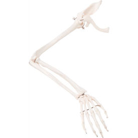 Fabrication Enterprises Inc 12-4583R 3B® Anatomical Model - Loose Bones, Arm Skeleton with Scapula and Clavicle, Right image.