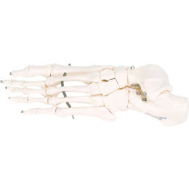 Fabrication Enterprises Inc 12-4584L 3B® Anatomical Model - Loose Bones, Foot Skeleton, Left image.