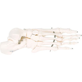 Fabrication Enterprises Inc 12-4584R 3B® Anatomical Model - Loose Bones, Foot Skeleton, Right image.