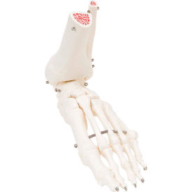 Fabrication Enterprises Inc 12-4585L 3B® Anatomical Model - Loose Bones, Foot Skeleton with Ankle, Left image.