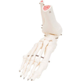 Fabrication Enterprises Inc 12-4585R 3B® Anatomical Model - Loose Bones, Foot Skeleton with Ankle, Right image.
