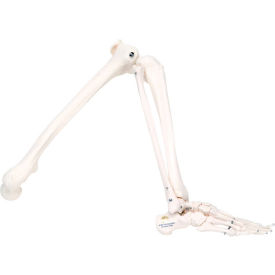 Fabrication Enterprises Inc 12-4586L 3B® Anatomical Model - Loose Bones, Leg Skeleton, Left image.