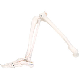 Fabrication Enterprises Inc 12-4586R 3B® Anatomical Model - Loose Bones, Leg Skeleton, Right image.