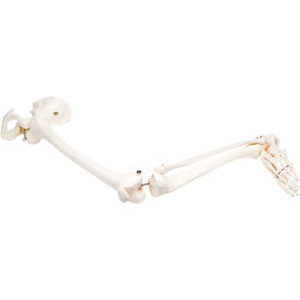 Fabrication Enterprises Inc 12-4587L 3B® Anatomical Model - Loose Bones, Leg Skeleton with Hip, Left image.