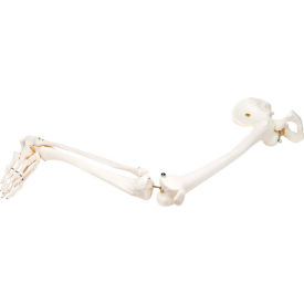 Fabrication Enterprises Inc 12-4587R 3B® Anatomical Model - Loose Bones, Leg Skeleton with Hip, Right image.