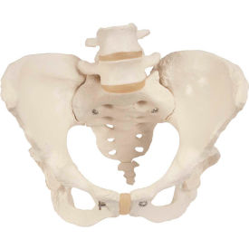Fabrication Enterprises Inc 983570 3B® Anatomical Model - Female Pelvic Skeleton with Movable Femur Heads image.