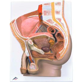 Fabrication Enterprises Inc 985396 3B® Anatomical Model - Male Pelvis, 2-Part image.