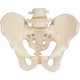 Fabrication Enterprises Inc 985761 3B® Anatomical Model - Male Pelvic Skeleton image.