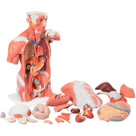Fabrication Enterprises Inc 986126 3B® Anatomical Model - Life Size Muscle Torso, 27-Part image.