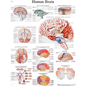 Fabrication Enterprises Inc 12-4600L 3B® Anatomical Chart - Brain, Laminated image.