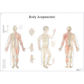 Fabrication Enterprises Inc 12-4602L 3B® Anatomical Chart - Acupuncture Body, Laminated image.
