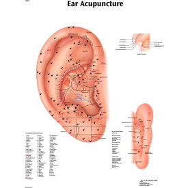 Fabrication Enterprises Inc 12-4603L 3B® Anatomical Chart - Acupuncture Ear, Laminated image.