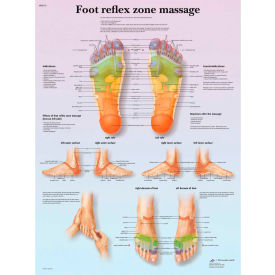 Fabrication Enterprises Inc 12-4604L 3B® Anatomical Chart - Foot Massage, Reflex Zone, Laminated image.