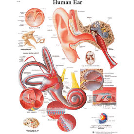 Fabrication Enterprises Inc 12-4606L 3B® Anatomical Chart - Ear, Laminated image.