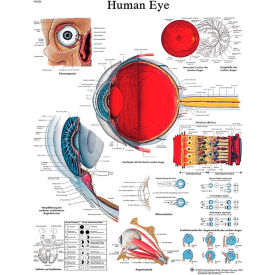 Fabrication Enterprises Inc 12-4607L 3B® Anatomical Chart - Eye, Laminated image.
