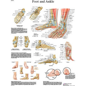 Fabrication Enterprises Inc 12-4608L 3B® Anatomical Chart - Foot & Ankle, Laminated image.