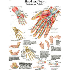 Fabrication Enterprises Inc 12-4609L 3B® Anatomical Chart - Hand & Wrist, Laminated image.