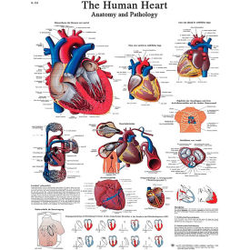 Fabrication Enterprises Inc 12-4610L 3B® Laminated Anatomical Heart Chart, 20" x 25" image.
