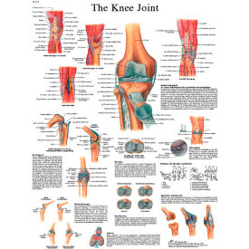 Fabrication Enterprises Inc 12-4611L 3B® Anatomical Chart - Knee Joint, Laminated image.