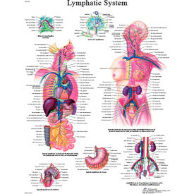 Fabrication Enterprises Inc 12-4613L 3B® Anatomical Chart - Lymphatic System, Laminated image.