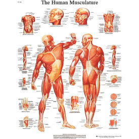 Fabrication Enterprises Inc 12-4614L 3B® Anatomical Chart - Musculature, Laminated image.