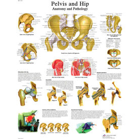Fabrication Enterprises Inc 12-4617L 3B® Anatomical Chart - Hip & Pelvis, Laminated image.