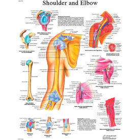 Fabrication Enterprises Inc 12-4619L 3B® Anatomical Chart - Shoulder & Elbow, Laminated image.