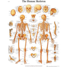 Fabrication Enterprises Inc 12-4620L 3B® Anatomical Chart - Skeleton, Laminated image.