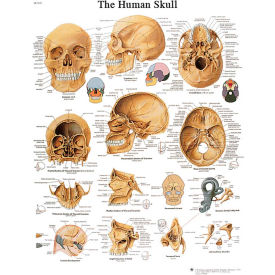 Fabrication Enterprises Inc 12-4621L 3B® Anatomical Chart - Skull, Laminated image.