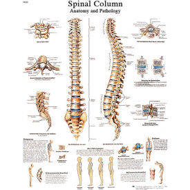 Fabrication Enterprises Inc 12-4622L 3B® Anatomical Chart - Spinal Column, Laminated image.
