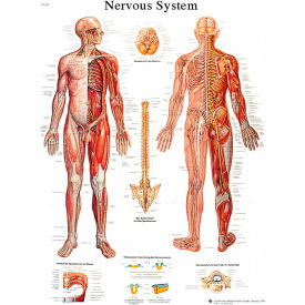 Fabrication Enterprises Inc 12-4628L 3B® Anatomical Chart - Nervous System Chart, Laminated image.