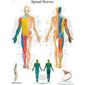 Fabrication Enterprises Inc 12-4630L 3B® Anatomical Chart - Spinal Nerves, Laminated image.