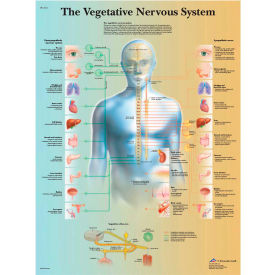Fabrication Enterprises Inc 12-4631L 3B® Anatomical Chart - Vegetative Nervous System, Laminated image.