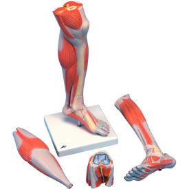 Fabrication Enterprises Inc 1059540 3B® Anatomical Model - Life Size Lower Muscle Leg with Detachable Knee, 3-Part image.