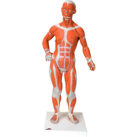 Fabrication Enterprises Inc 1059905 3B® Anatomical Model - 1/4 Life Size Muscle Figure, 2-Part image.