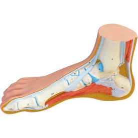 Fabrication Enterprises Inc 1060270 3B® Anatomical Model - Normal Foot image.