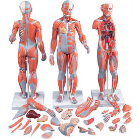Fabrication Enterprises Inc 1061366 3B® Anatomical Model - 1/2 Life Size Complete Dual Sex Muscle Figure, 33-Part image.