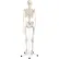 3B® Anatomical Model - Stan The Classic Skeleton on Roller Stand