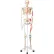 3B® Anatomical Model - Max The Muscle Skeleton on Roller Stand