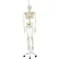 3B® Anatomical Model - Phil The Physiological Skeleton on Roller Stand