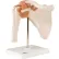 3B® Anatomical Model - Functional Shoulder Joint